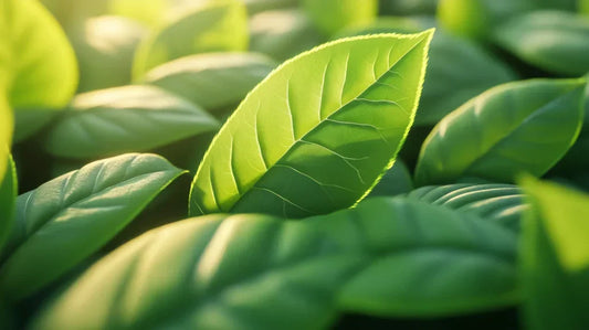 Everything You Need To Know About Matcha